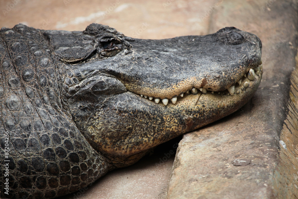 American alligator (Alligator mississippiensis). American alligator (Alligator mississippiensis).