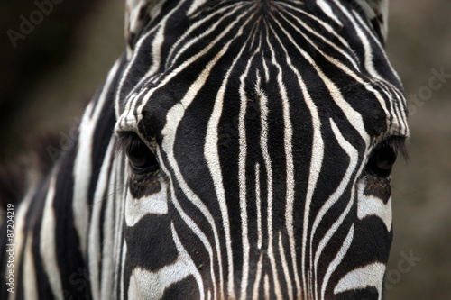Fototapeta Naklejka Na Ścianę i Meble -  Maneless zebra (Equus quagga borensis) skin texture.