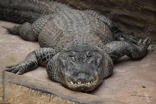 American alligator (Alligator mississippiensis).