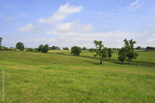 Foto Kentucky Bluegrass