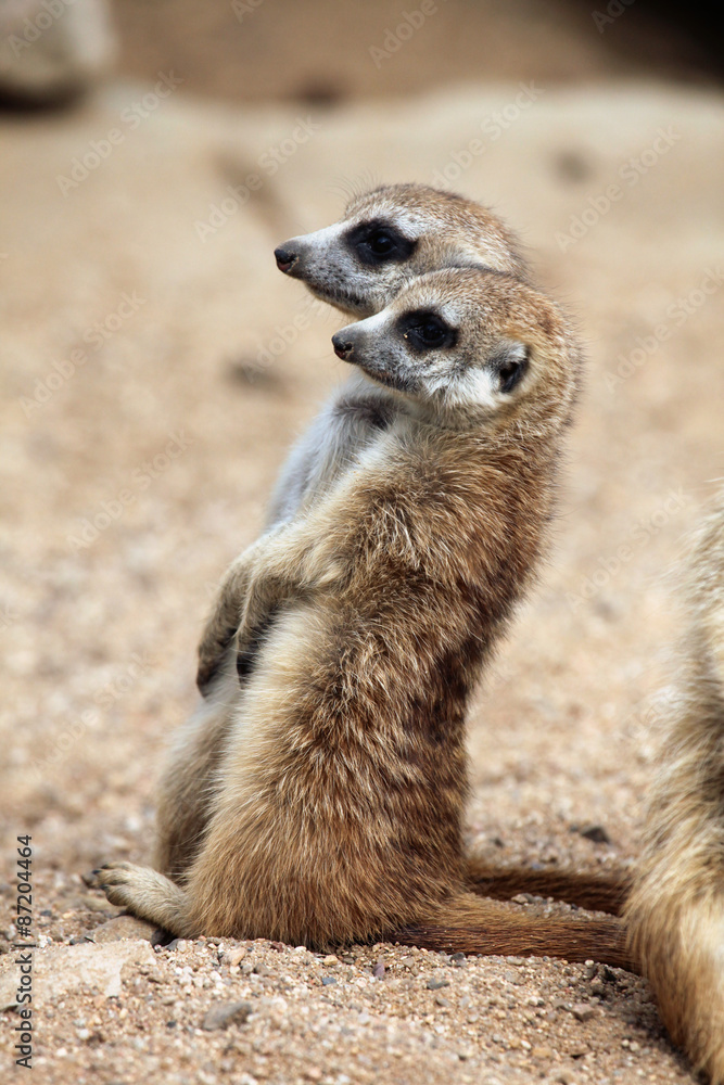 Fototapeta premium Meerkat (Suricata suricatta), also known as the suricate.