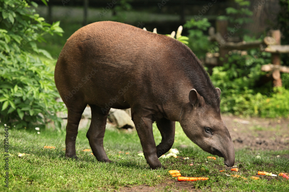 South American tapir (Tapirus terrestris).