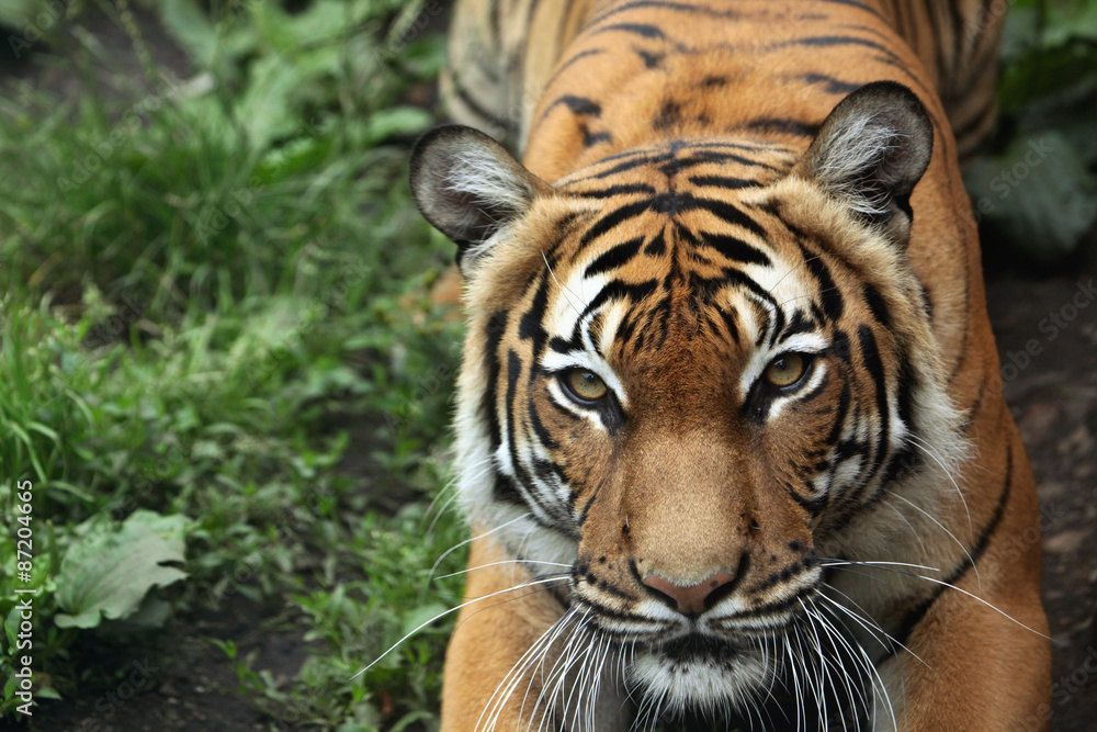Malayan tiger (Panthera tigris jacksoni).
