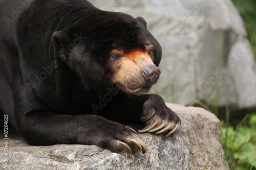 Malayan sun bear (Helarctos malayanus).