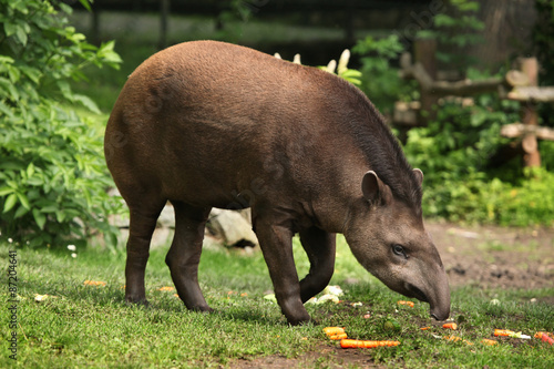 Obraz na płótnie South American tapir (Tapirus terrestris). w salonie
