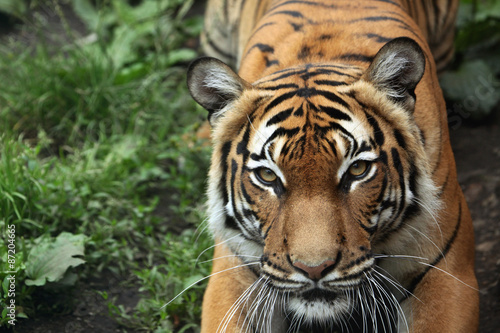 Fototapeta Naklejka Na Ścianę i Meble -  Malayan tiger (Panthera tigris jacksoni).