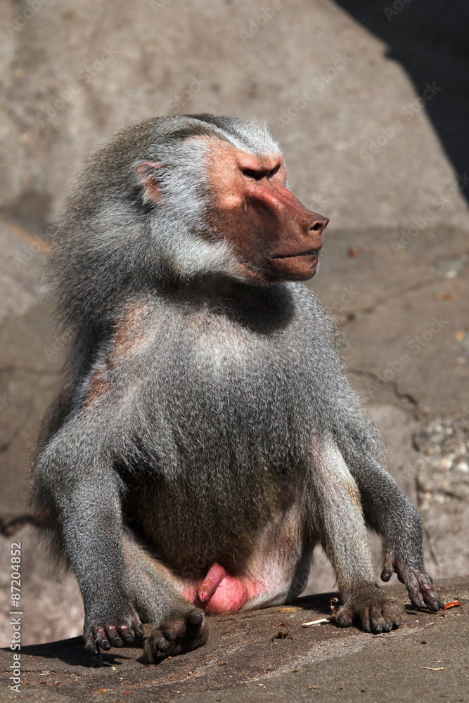 Fototapeta premium Hamadryas baboon (Papio hamadryas).
