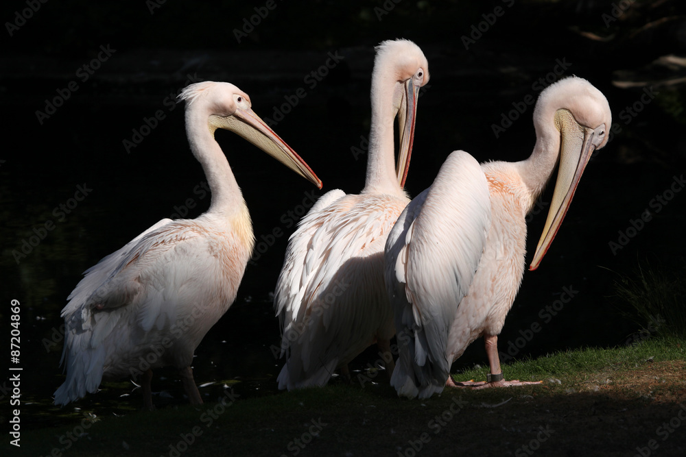 Obraz premium Great white pelican (Pelecanus onocrotalus).