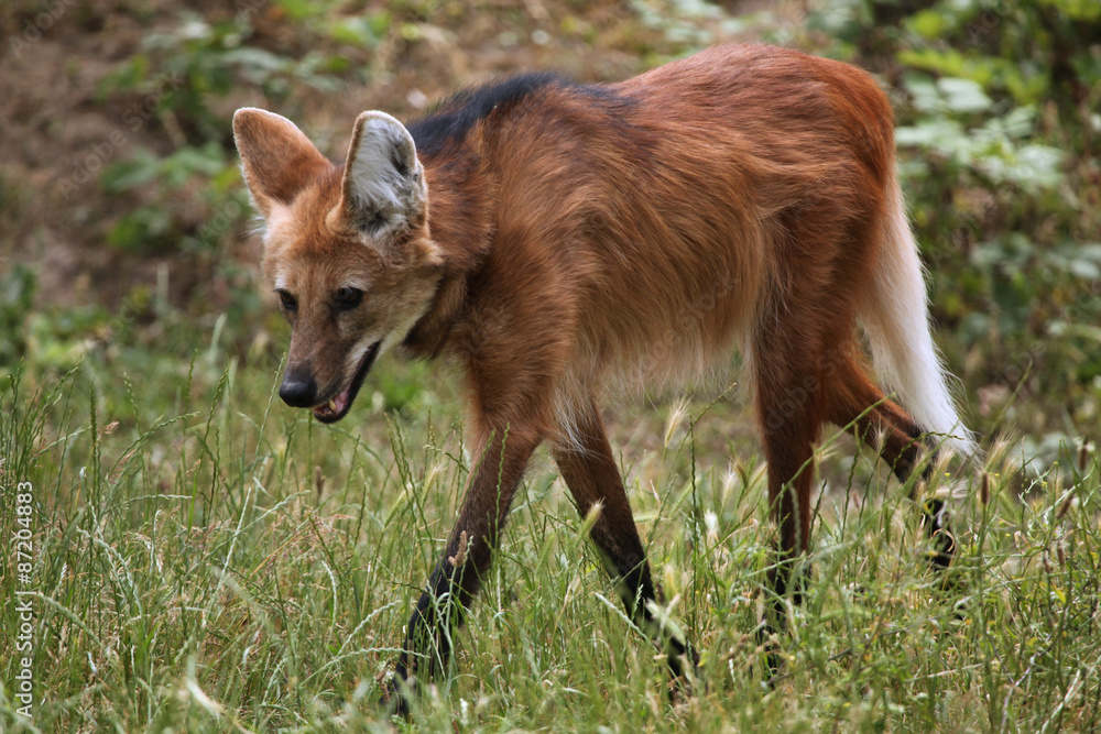 Naklejka premium Maned wolf (Chrysocyon brachyurus).