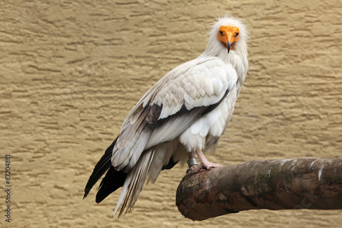 Egyptian vulture  Neophron percnopterus .