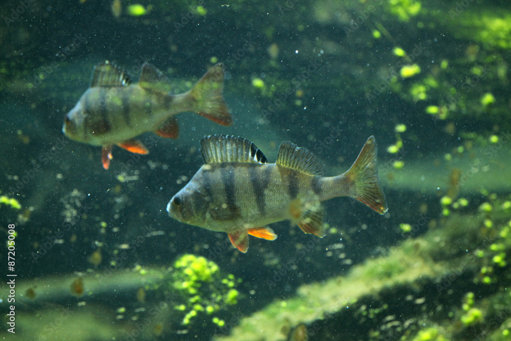 Fototapeta premium European perch (Perca fluviatilis).