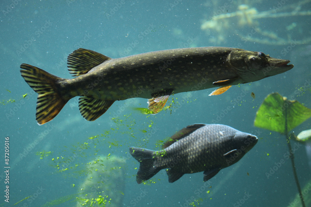 Northern pike (Esox lucius) and common carp (Cyprinus carpio). Northern pike (Esox lucius) and common carp (Cyprinus carpio).