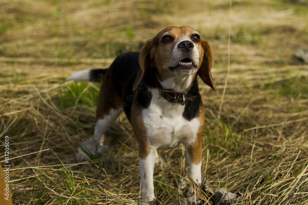 Barking dog breed Beagle.