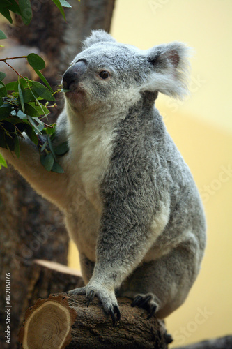 Koala (Phascolarctos cinereus) eating eucalyptus leaves..