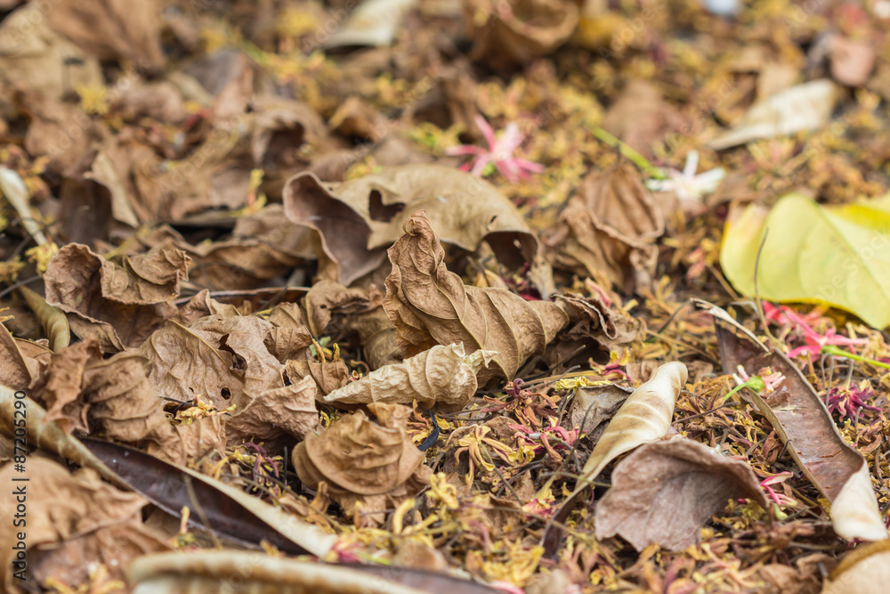 Fototapeta premium Autumn, dry leaves background (Small depth of sharpness)