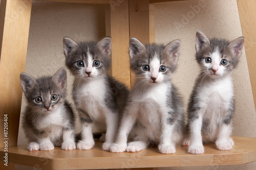 Woesome, pitiful kittens with touching eyes  sitting and looking at the camera photo