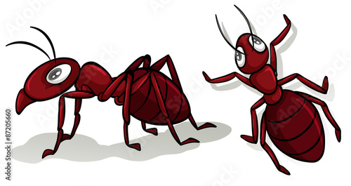 Simple red ants on white
