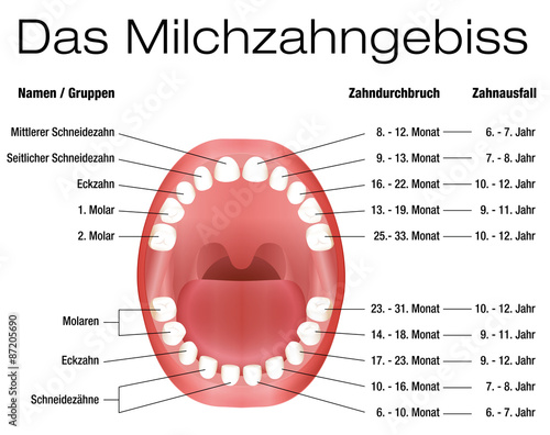 Milk teeth - names, groups, period of eruption and shedding of the children´s teeth - three-dimensional vector illustration on white background. GERMAN LABELING!