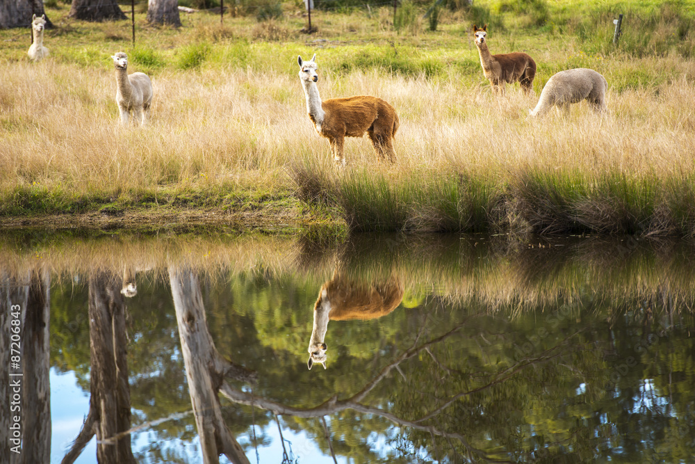 Naklejka premium A group of alpacas in a field during the day in Queensland