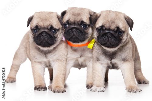 Three pug puppy standing and looking at the camera  isolated on white 