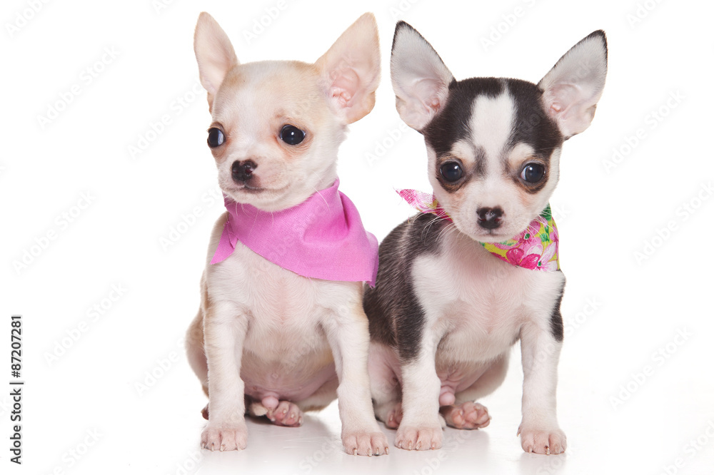 Two chihuahua puppy with scarves (isolated on white)