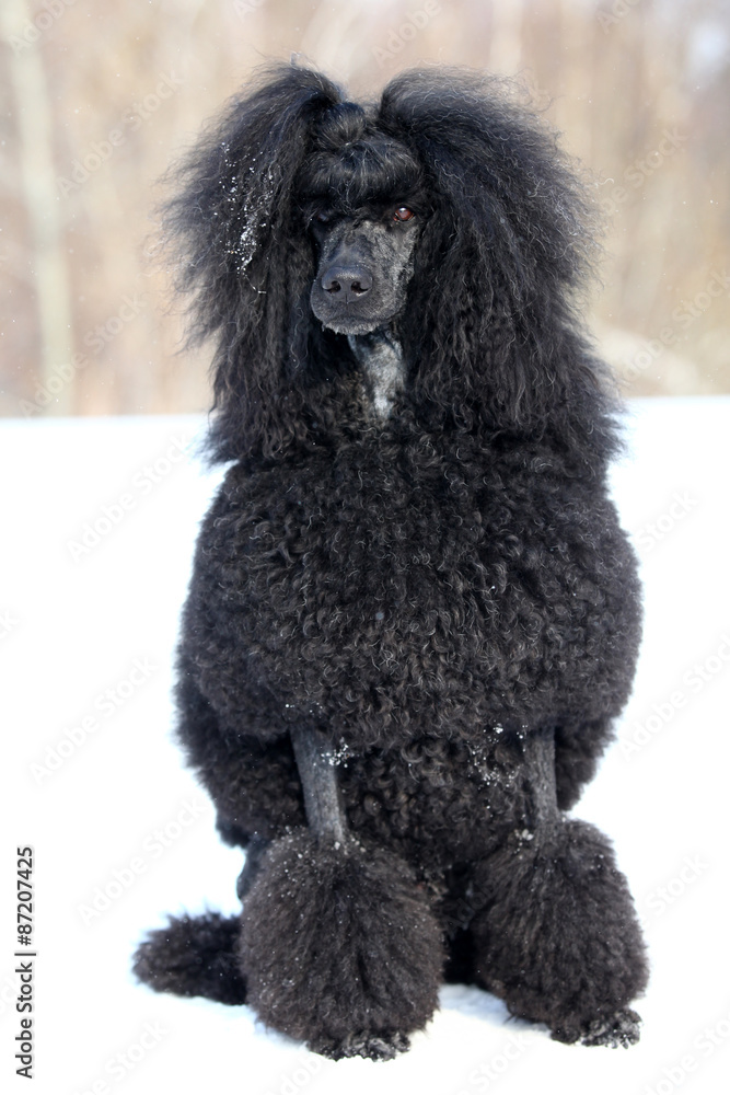 Royal black poodle sitting in the snow in the winter Royal black poodle sitting in the snow in the winter