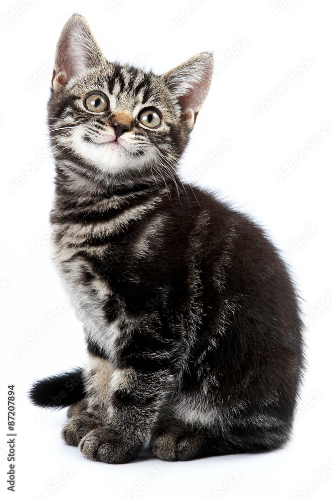 Obraz premium Funny striped kitten sitting and smiling (isolated on white)