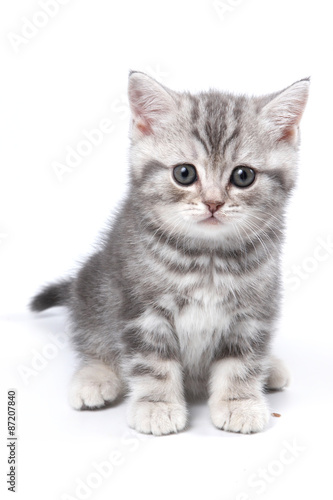 Striped British kitten sitting and looking at the camera (isolated on white)