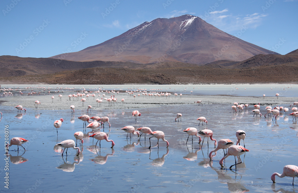 Fototapeta premium Flamingos in a beautiful Laguna Hedionda in Bolivia, Atacama desert, South America