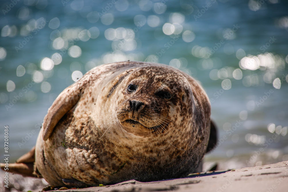 Kegelrobbe Am Strand Von Helgoland Stock Photo Adobe Stock kegelrobbe-am-strand-von-helgoland-stock-photo-adobe-stock