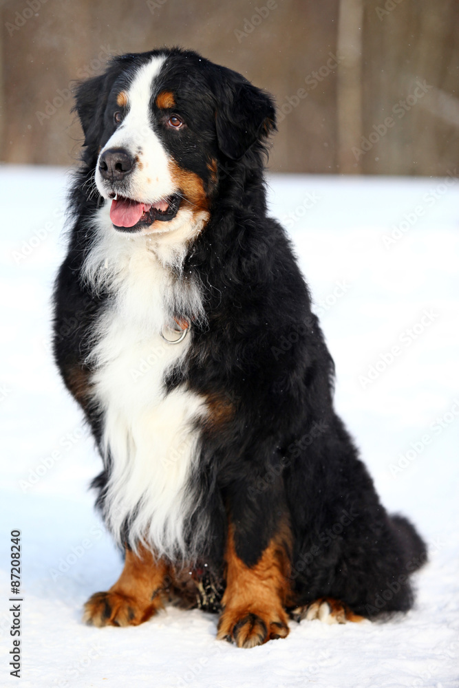 Bernese Mountain Dog sitting in the snow in the winter