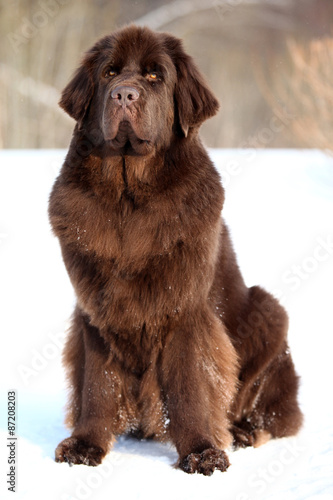 Fototapeta Naklejka Na Ścianę i Meble -  Newfoundland dog sitting and looking at the camera in winter