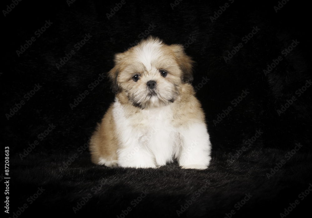 Chiot shih-tzu en studio sur fond noir Chiot shih-tzu en studio sur fond noir