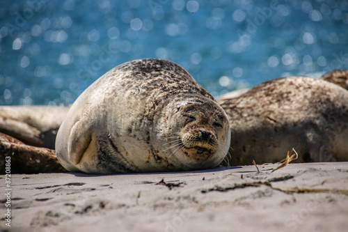 Kegelrobbe am Strand von Helgoland