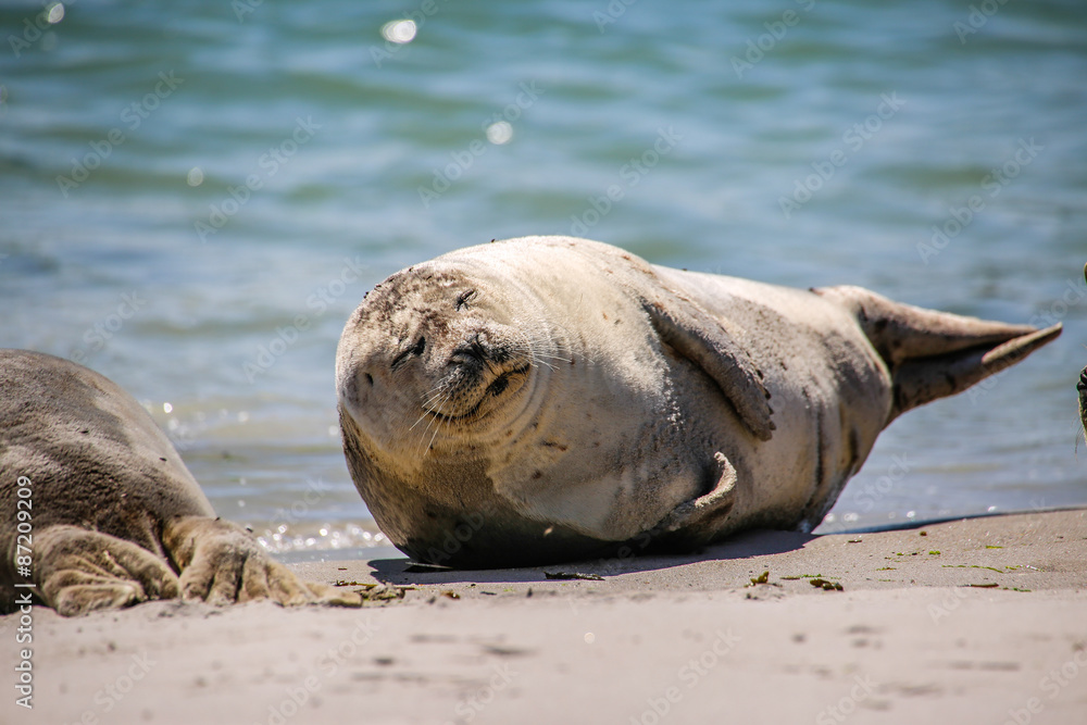 Fototapeta premium Kegelrobbe am Strand von Helgoland