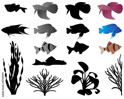 Fishes and algae for aquarium, silhouettes and color images