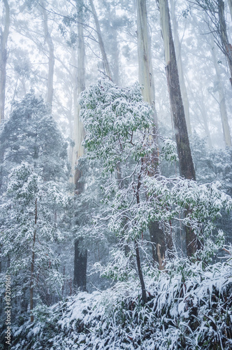 Young eucalyptus tree covered in snow. Winter in Australia photo