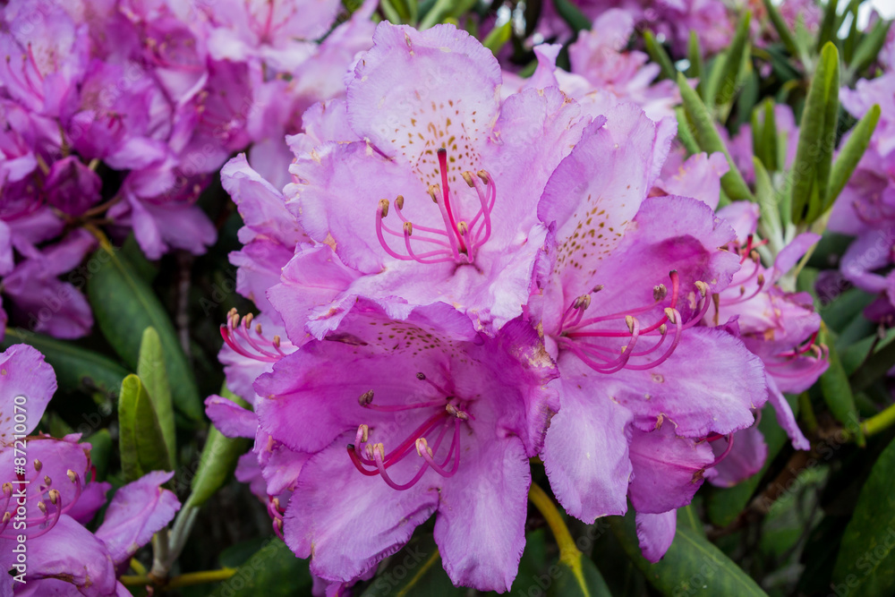 Catawba Rhododendron Close Up