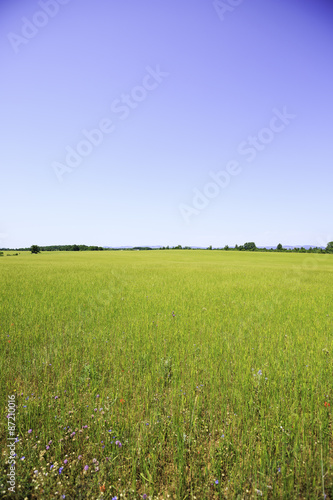 countryside with green fields