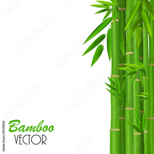 Colorful Stems and Bamboo Leaves. Vector Illustration