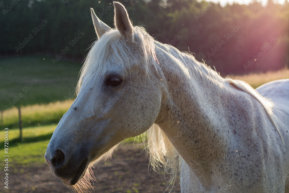 Obraz premium weisses Pferd im Sonnenlicht