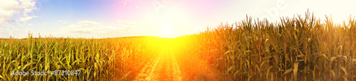Fotografia, Obraz Maisfeld in der Sonne - Panoramaaufnahme