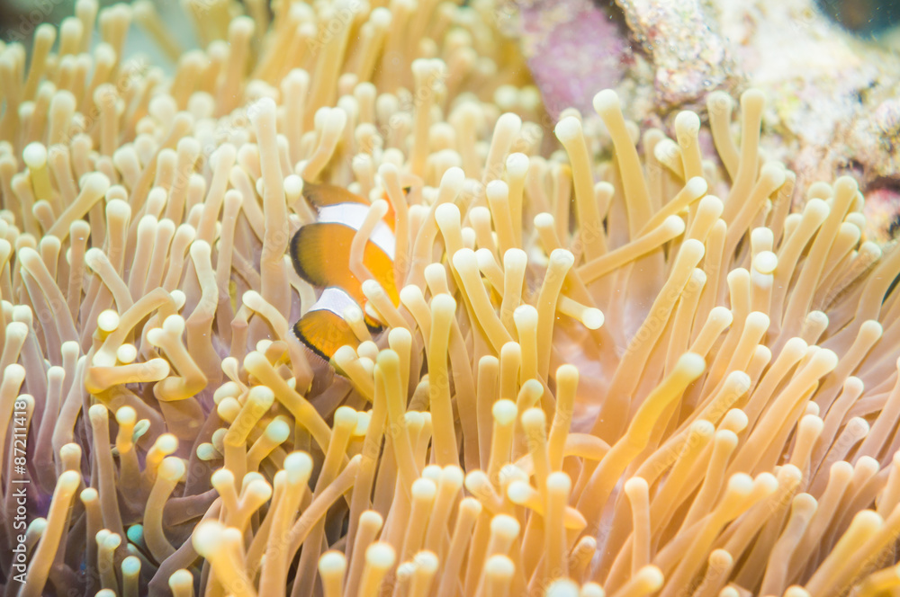 Nemo fish in front of their anemone home. Nemo fish in front of their anemone home.