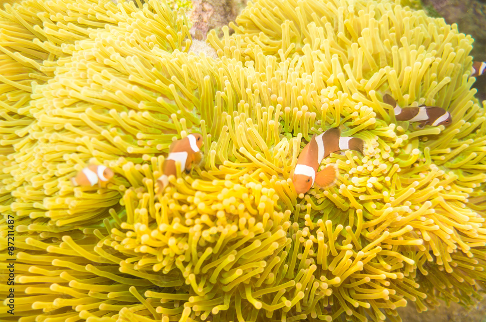 Clown Anemonefish swimming among the tentacles of its anemone ho Clown Anemonefish swimming among the tentacles of its anemone ho