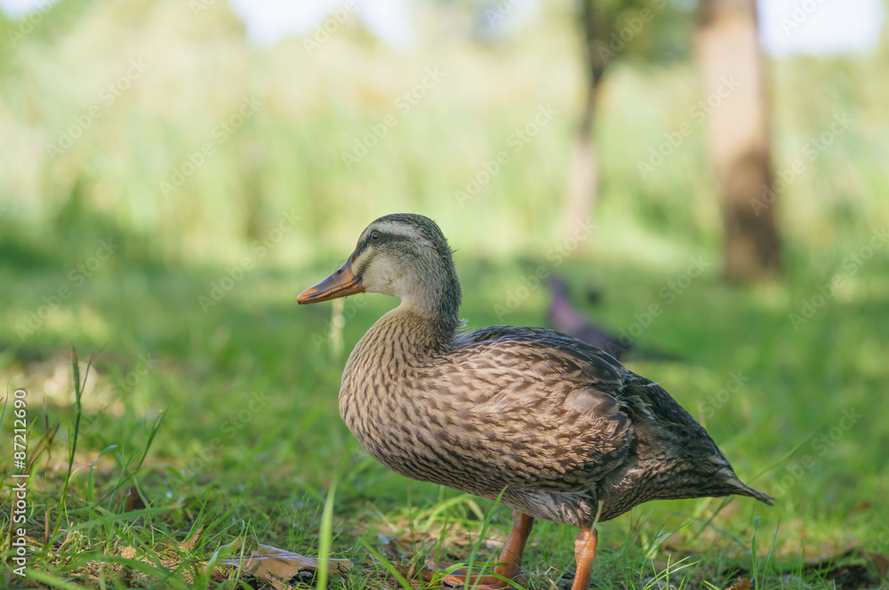 duck duck