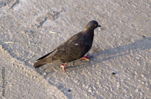Bird pigeon walks on pavement