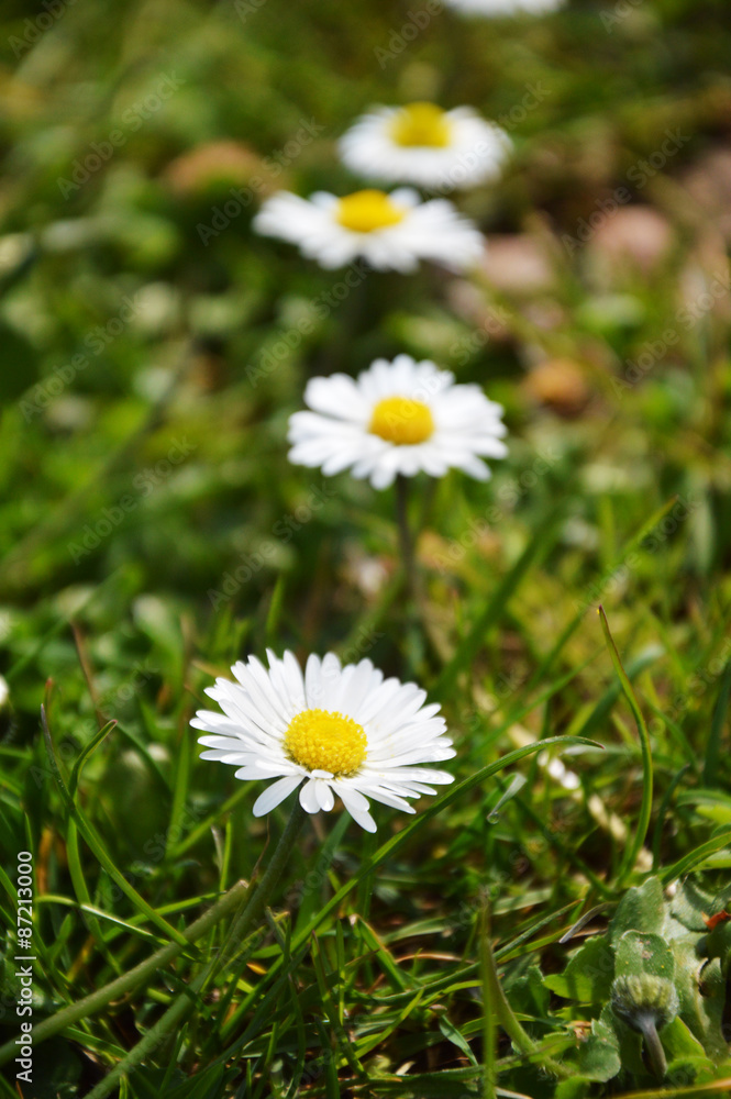 Gänseblümchen in einer Reihe Gänseblümchen in einer Reihe
