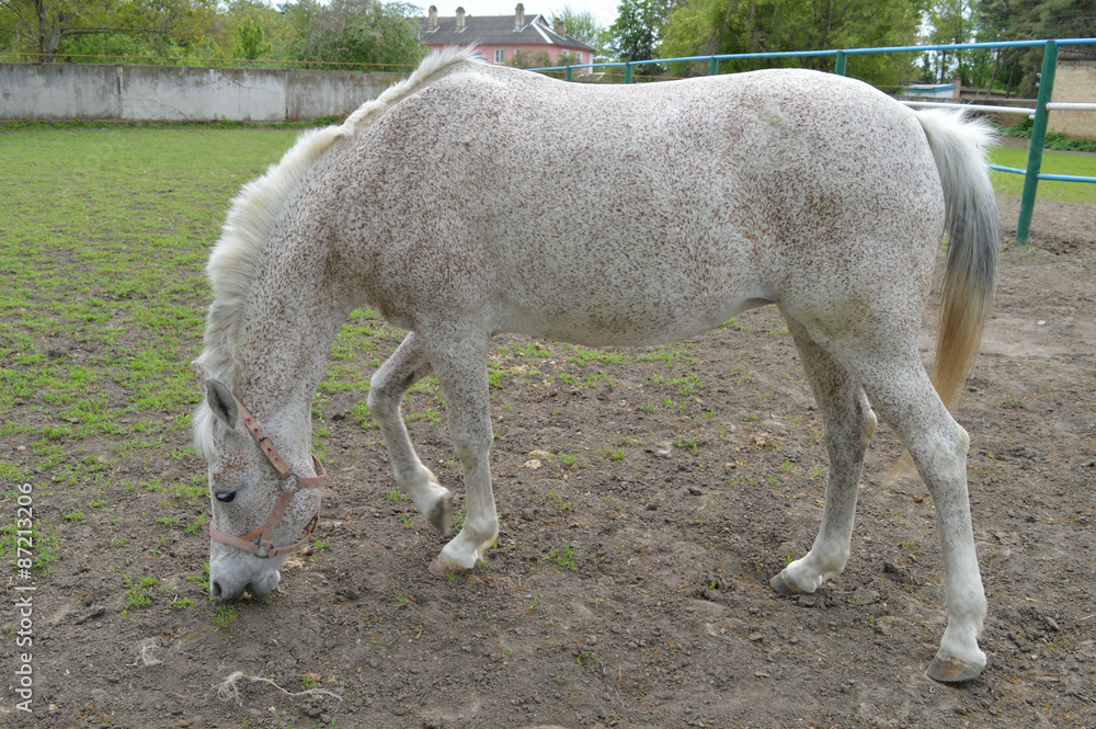 Obraz premium На прогулке.