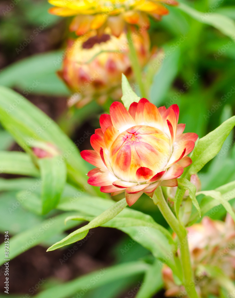 Helichrysum or Strawflower in outdoor garden,Helichrysum bracteatum