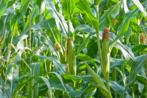Maiskolben im Feld, Niedersachsen, Deutschland
